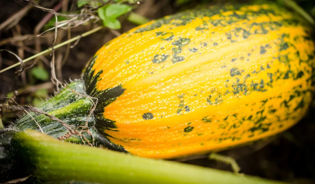 squash in the garden

