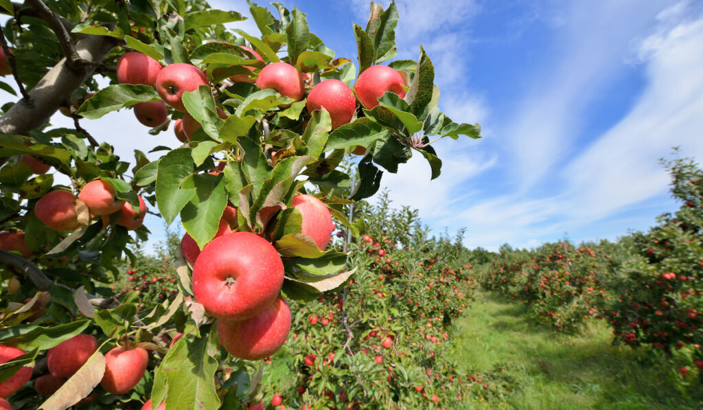 Red apple farm, apple orchard
