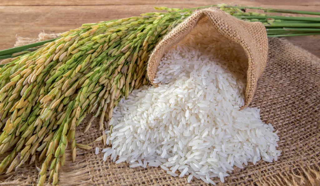 White rice, rice grain on wooden sack on the table