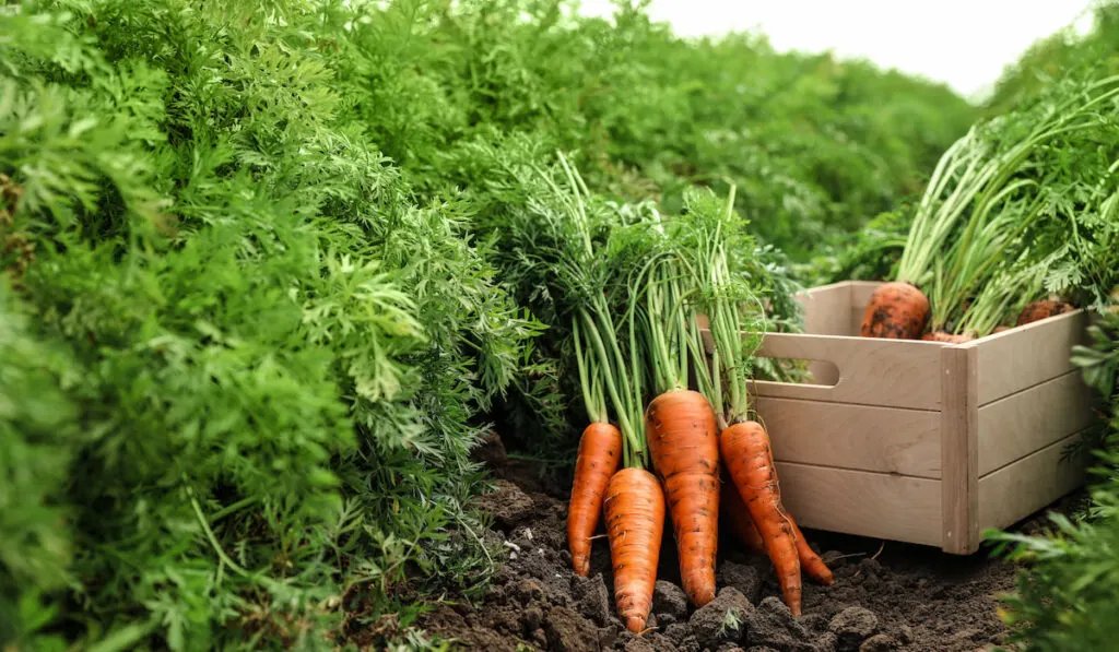 Wooden create of fresh ripe carrots on farm field