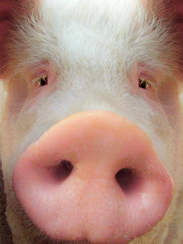 How Much Do Pigs Cost? Farmhouse Guide