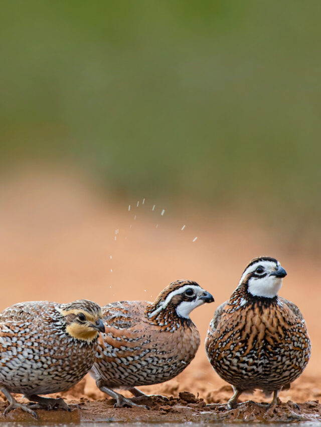 How Much Do Quail Cost? Farmhouse Guide