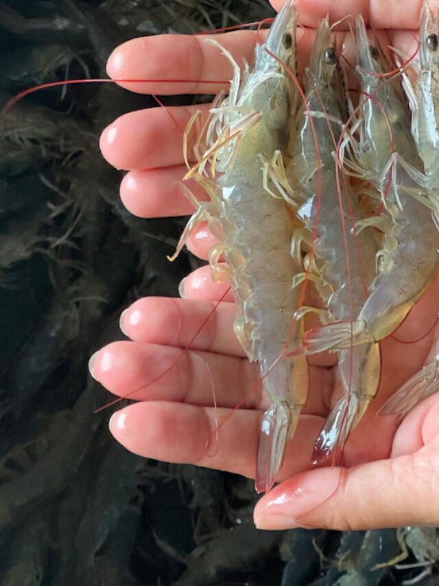 How to Tell If Shrimp Is Bad Farmhouse Guide