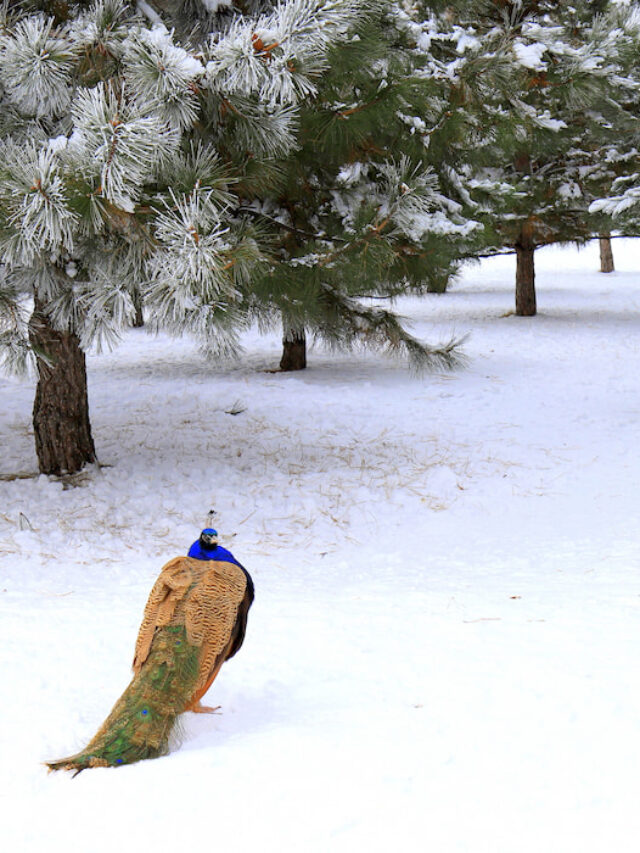 Can peacocks live in cold weather farmhouse guide