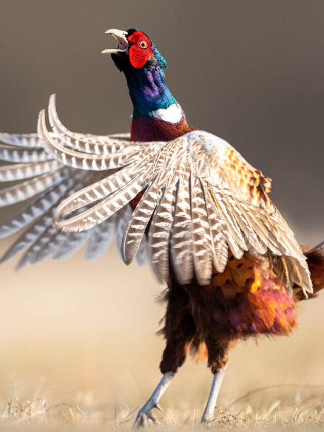 How Much Do Pheasants Cost? Farmhouse Guide