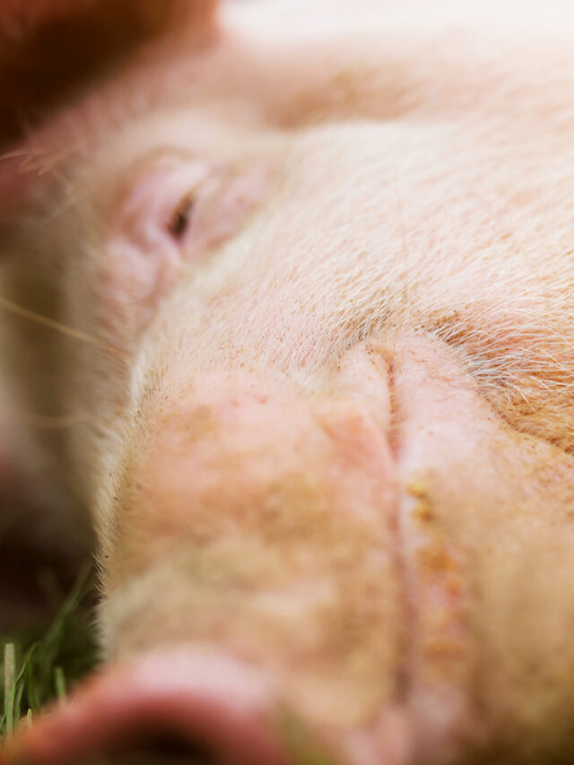 6 Signs a Pig Is Pregnant Farmhouse Guide