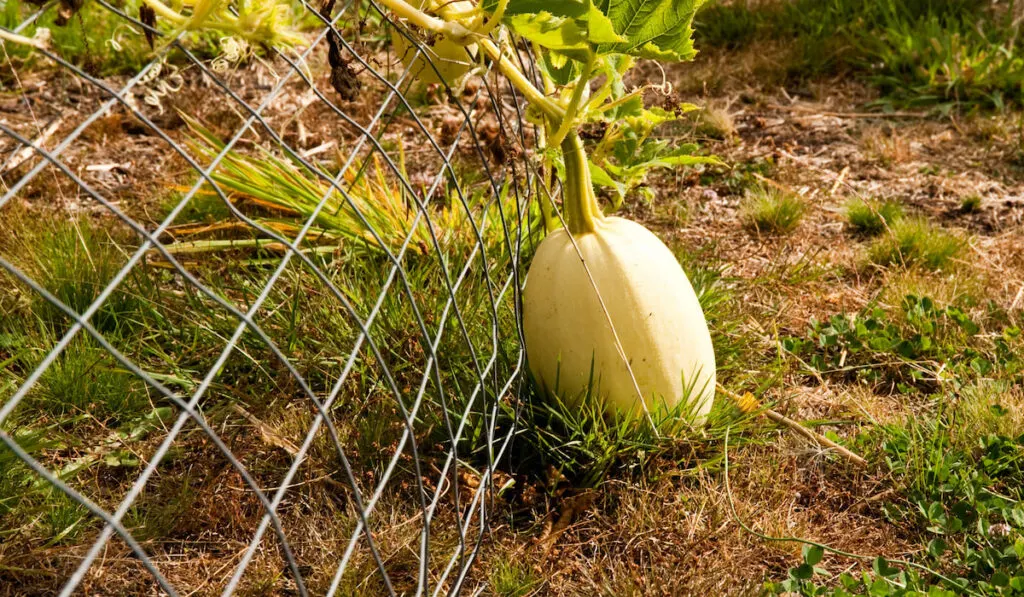 unripe spaghetti squash on the ground in a vegetable garden