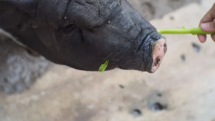 A close up shot of pig's face eating vegetable
