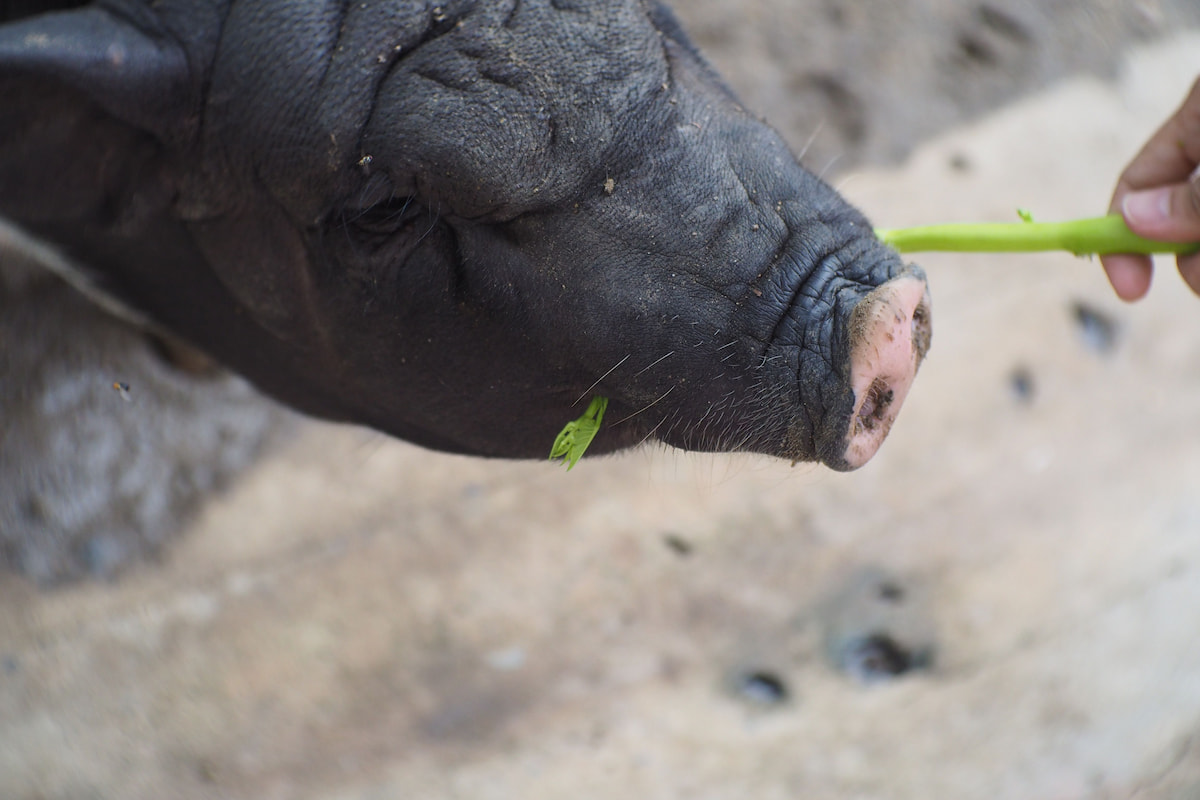 9 Vegetables Pigs Love to Eat Farmhouse Guide