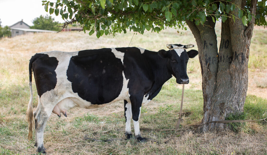 A cow in a summer pasture resting on tree shade