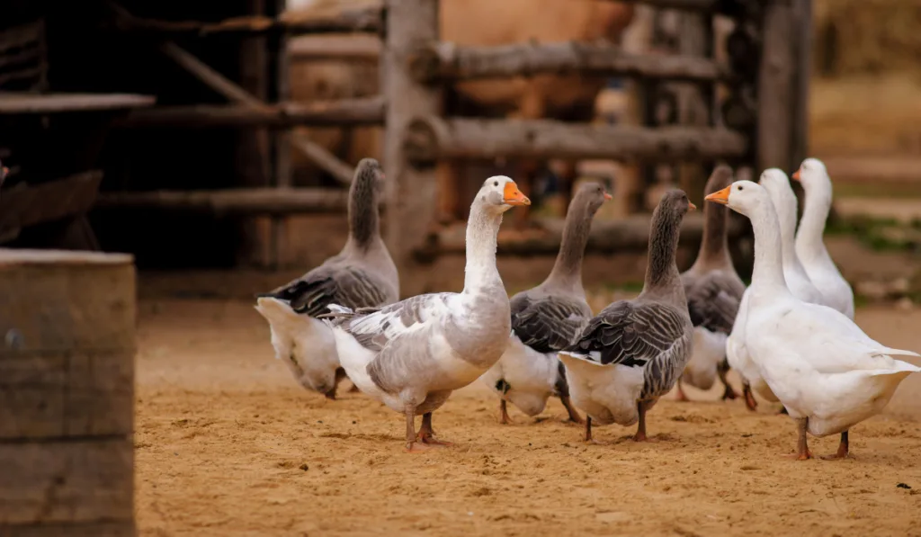A flock of domestic geese walking in the barn