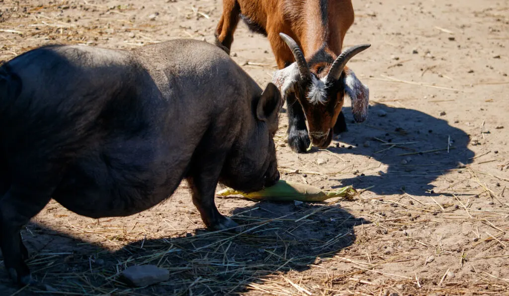 A goat and a pig eating corn on the cob