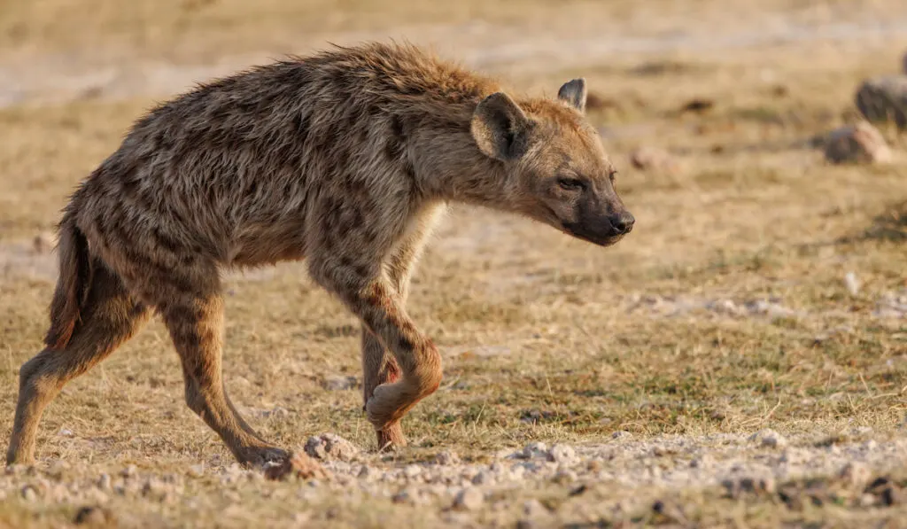 A heyna in Kenya