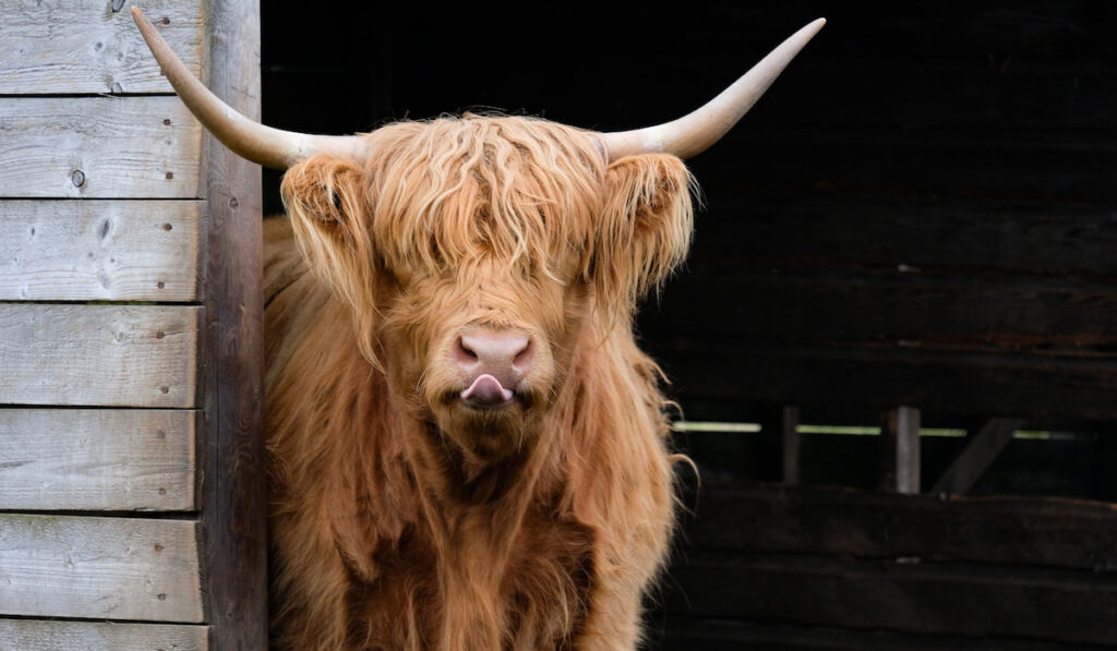 A highland cow with funny face staying under a shelter in Highland Scotland