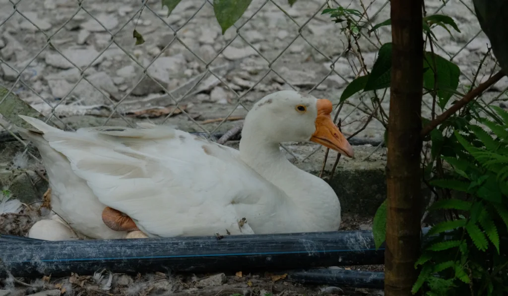 A white geese is laying eggs