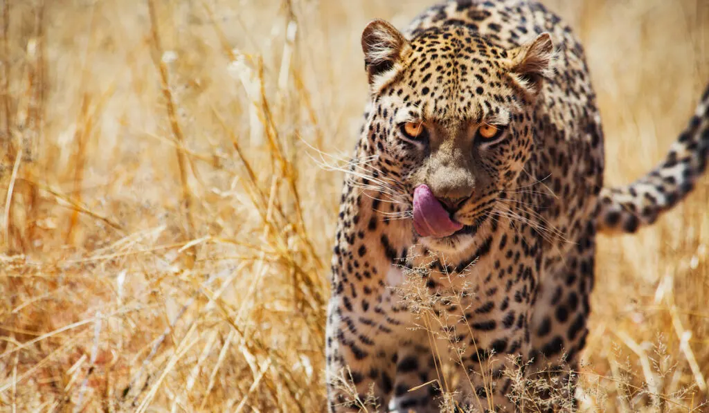 Amur Leopard walking in Grass