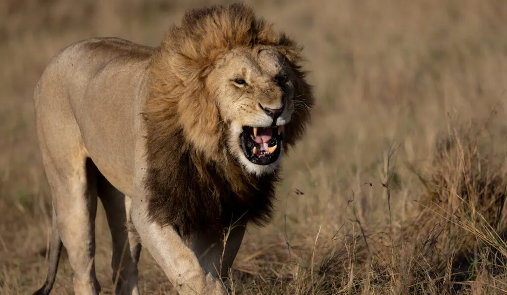 An angry Lion in the Maasai Mara, Africa