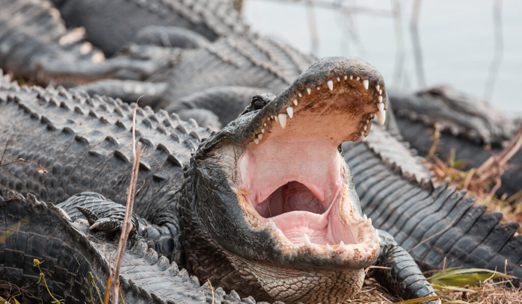 An open mouth alligator resting in Everglades in national park