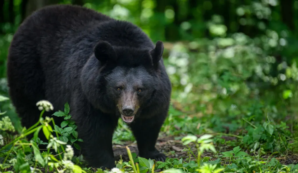 Asiatic black bear in summer forest