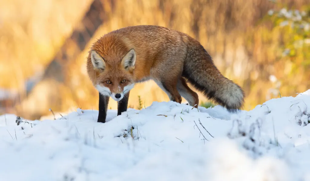 Attentive red fox crouching on meadow in winter