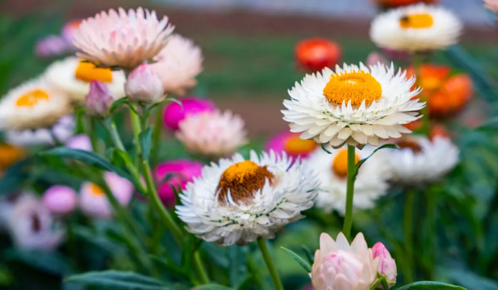 Beautiful multi-color strawflowers in the garden