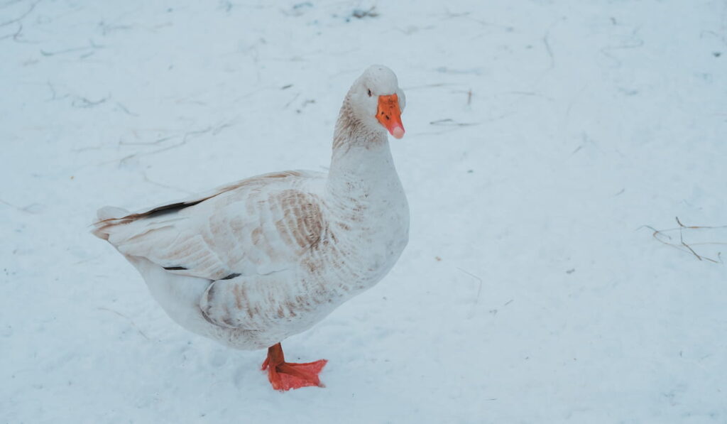 Beautiful white goose in the snow