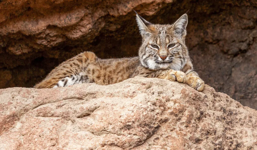 Bobcat resting in shade at the entrance of a Cave 