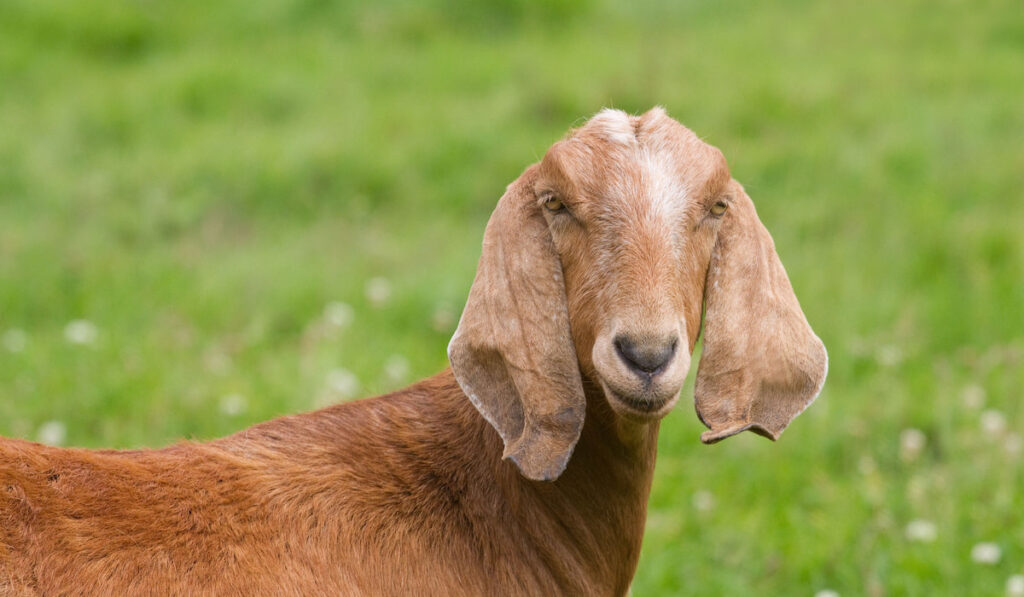 Brown Nubian goat on green nature background