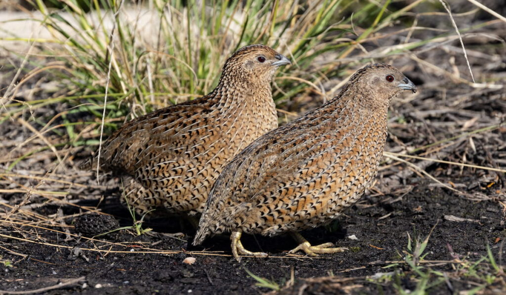 Brown Quails searching for food
