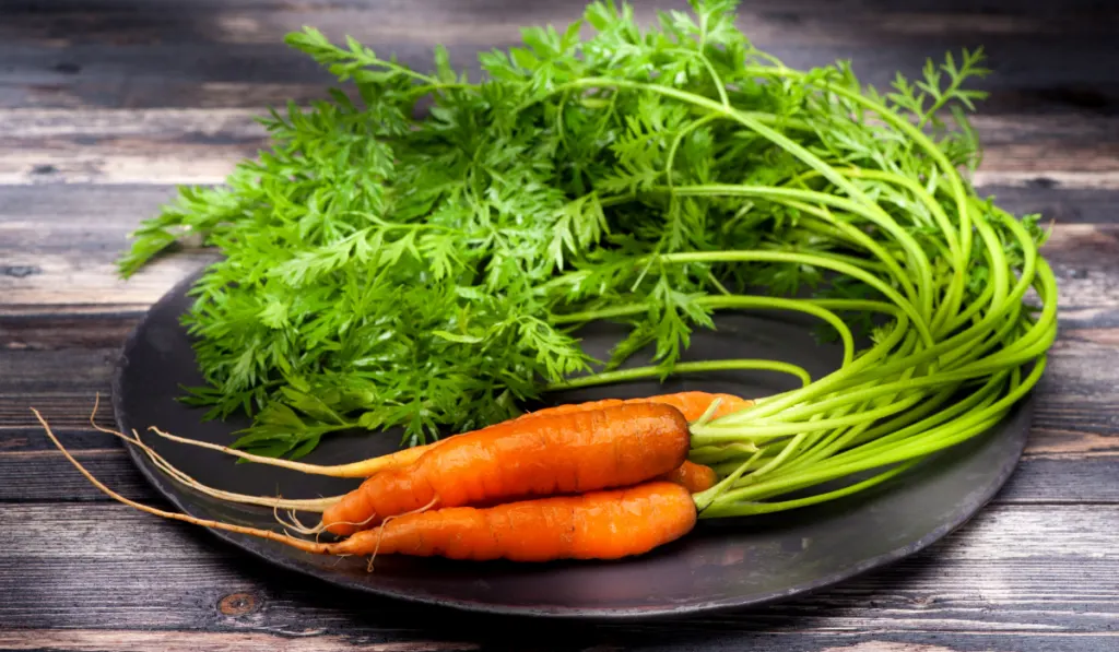 carrots with tops and leaves on a black plate