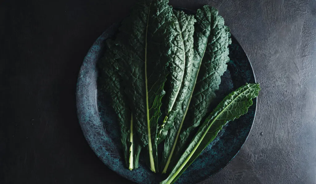 Cavolo nero black curly kale vegetable on black plate