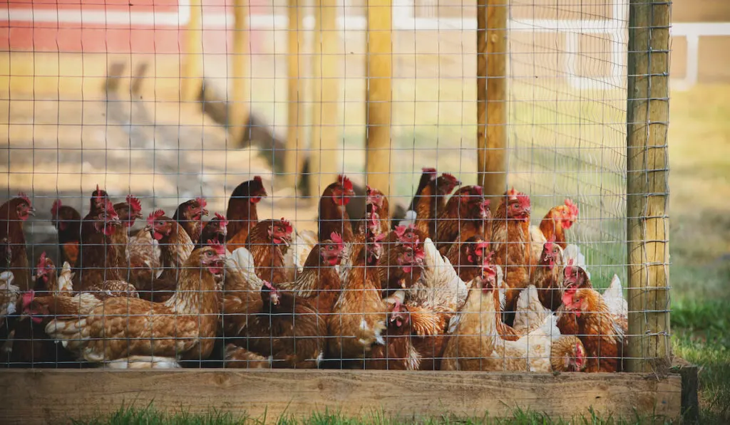 chickens in the chicken coop at the farm