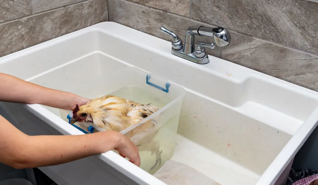 Chicken getting a bath in the sink