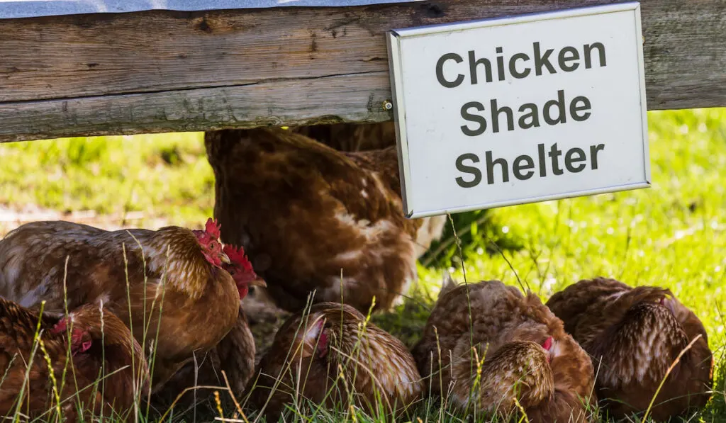Chickens sheltering from the hot summer sunshine under a shade shelter on the farm