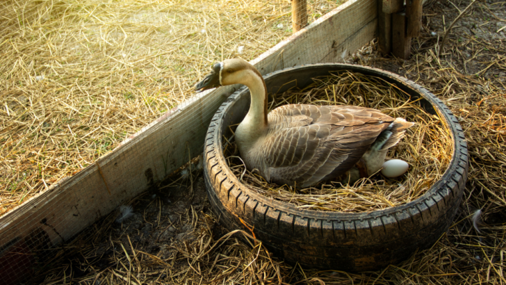 Chinese gray geese that is laying eggs in an old tire