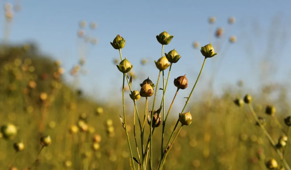 Close up of Flax plant with green seeds after blooming in the fields