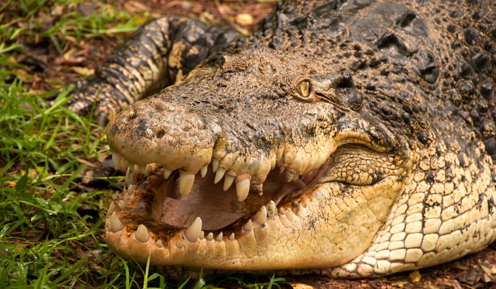 Close up of a crocodile 