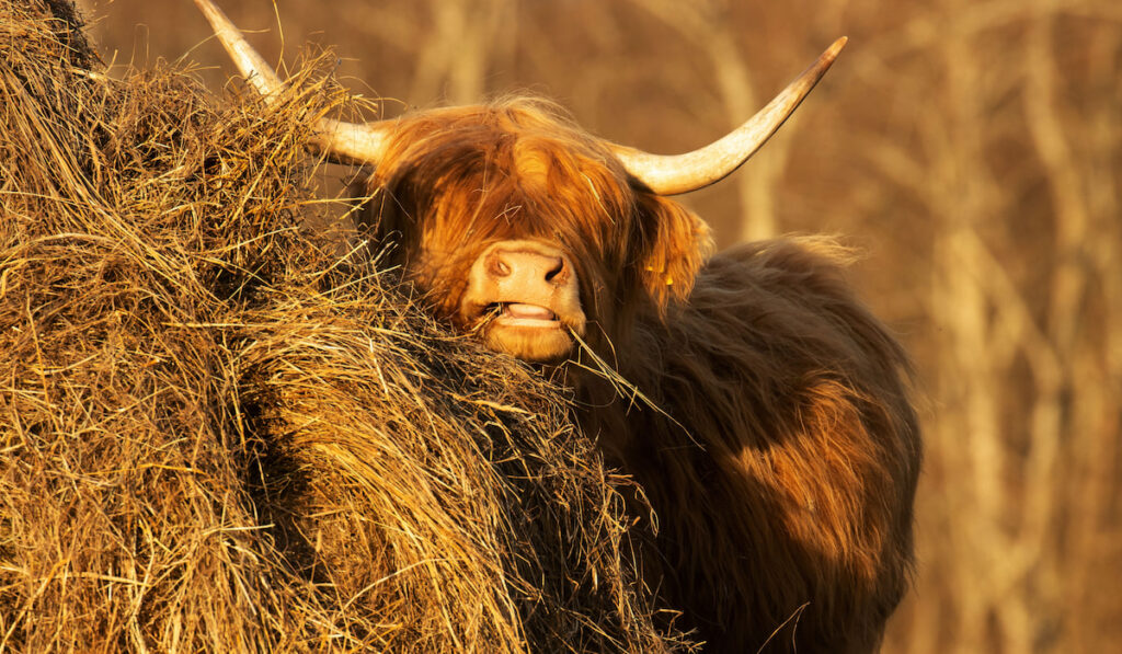 Close up of a highland cattle eating hay on a spring evening in Northern Europe