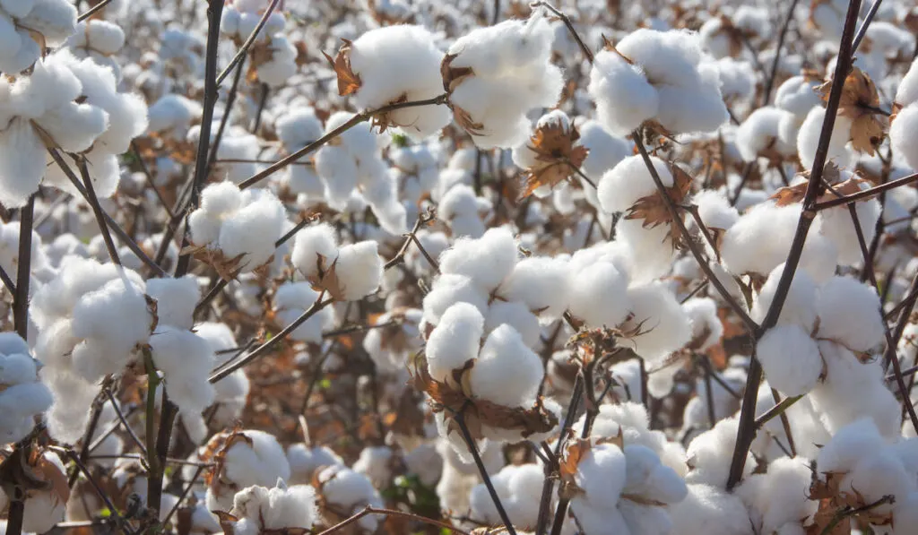 Close up of cotton ready to harvest in large fields in the southern United States
