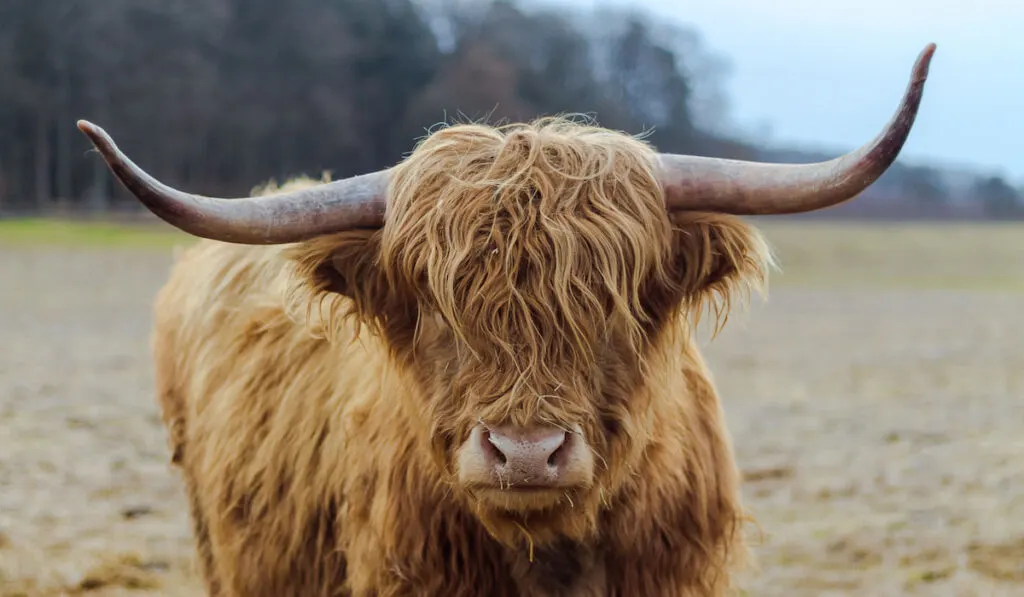 Close up of scotish highland cattle 