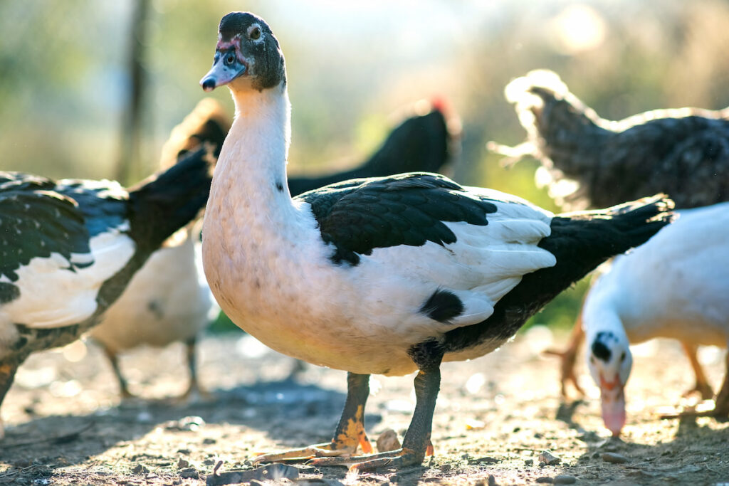 Closeup of a duck in traditional rural barnyard and other ducks on the background
