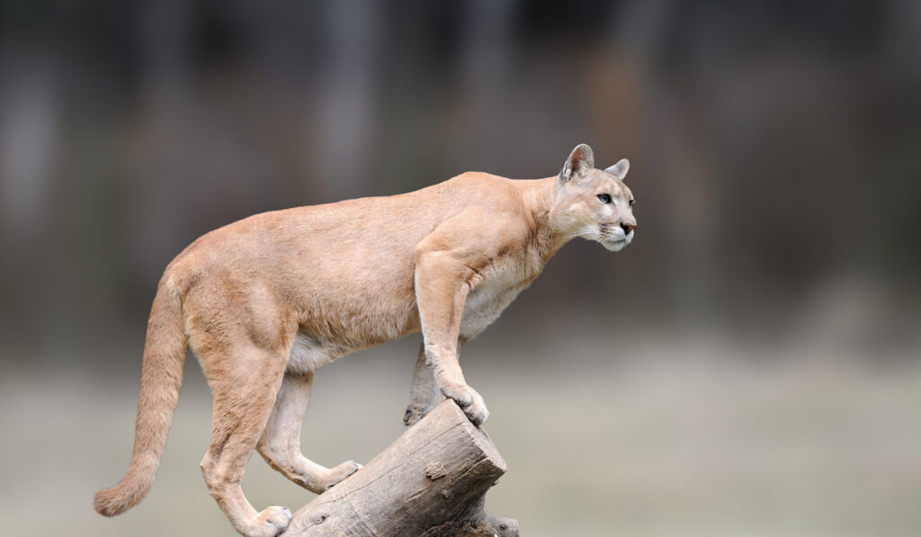 Cougar sitting on a branch in the autumn forest background