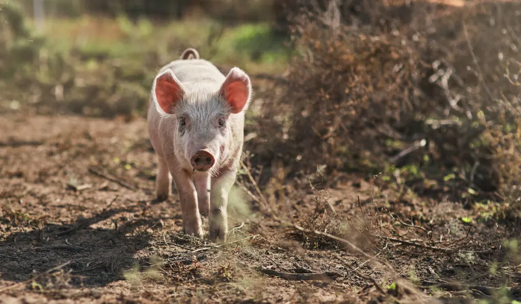 Cute little piggy roaming around on a farm