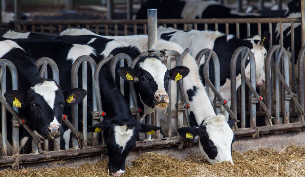 Dairy cows in a farm