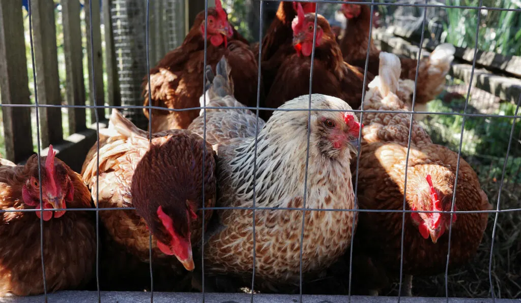 Different coloured chicken in a chicken coop in an urban area