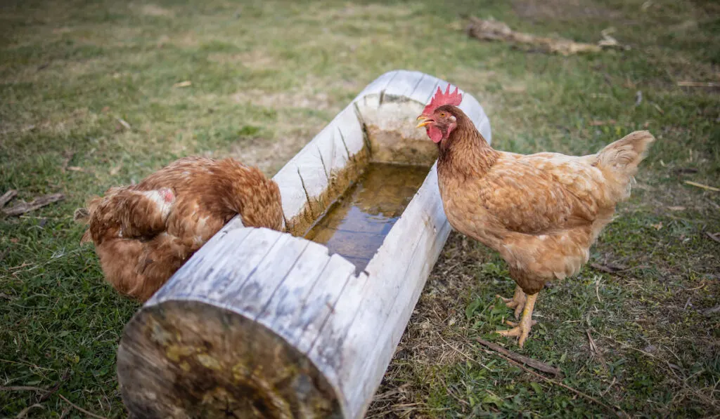 Domestic Chickens drinking water from a manmade tub from a tree branch
