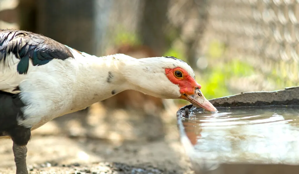 Duck drinking water on a barn yard