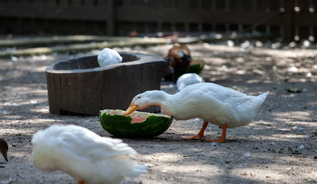 Duck eating watermelon during hot summer day in Kobelt Zoo