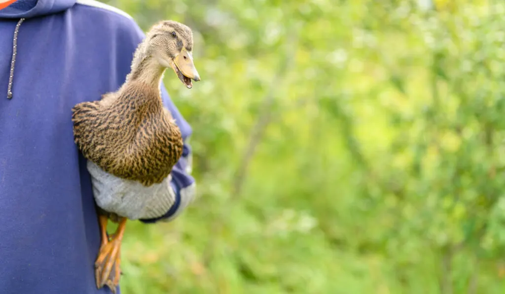 Duck in farmer's hand