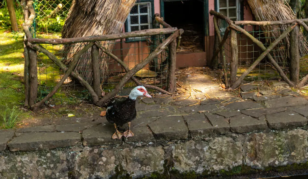 Ducks near a pond and duck pen on its back